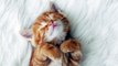#KITTENS #cute #cats kittens 2016 #pictures of #cats and kittens #video compilation 536