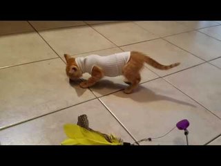 Kitten With Hole in Its Body Adjusts to Life in a Sock-Sweater