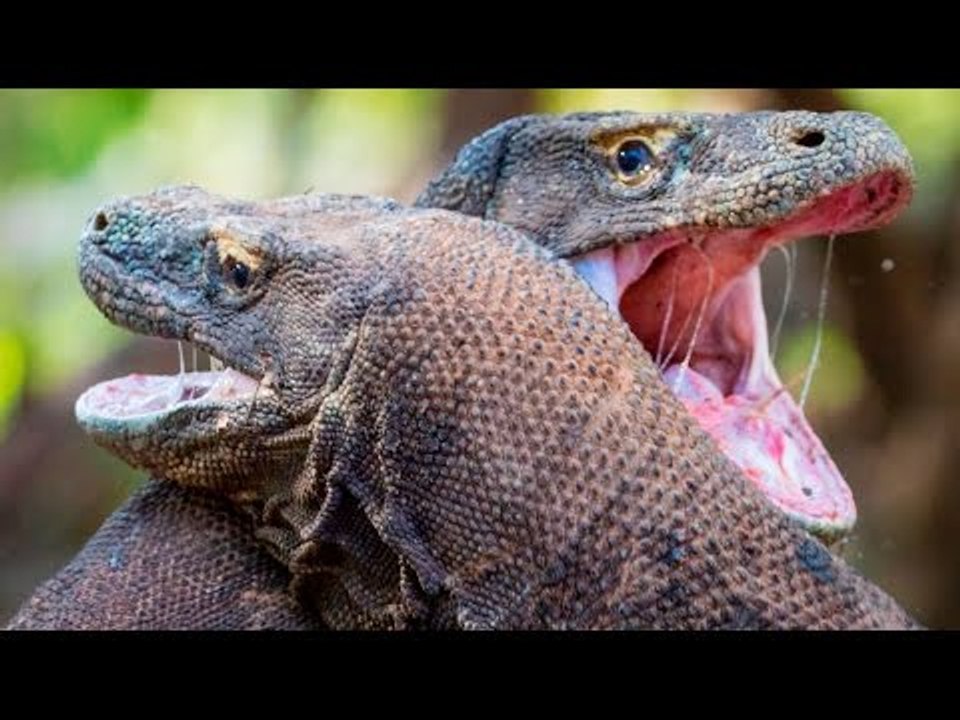 Two Komodo Dragons Fighting