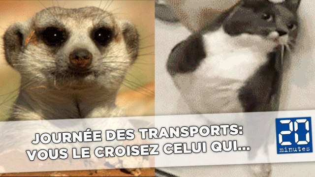 Journée des transports: Vous le croisez souvent celui qui...