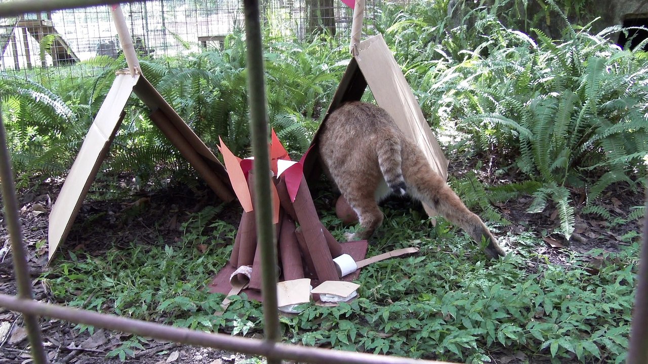 The Cats Go Camping