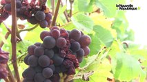 VIDEO. Début des vendanges, au domaine Lafond, à Reuilly (Indre)