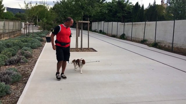 Education canine la ciotat toutoucool13 éducation en milieu urbain