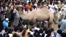 Wrong Way of Doing Camel Qurbani -Amazing video must be watch it