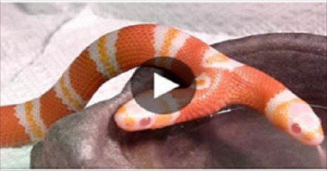 Two-Headed-Snake--SnakeBytesTV