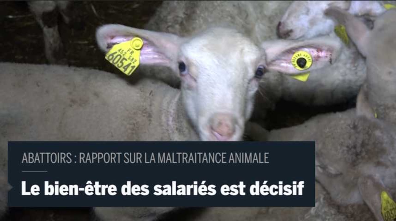 Rapport sur les abattoirs : " Du salarié au responsable de l'abattoir, il y a un intérêt commun à ce que le bien être animal soit respecté" le bien-être des salariés est central