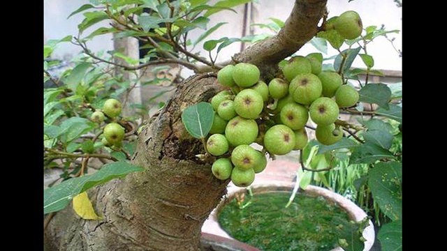 Top 7 loại cây hút sạch bức xạ, sóng điện thoại. Bố mẹ hãy trồng để bảo vệ con nhé!