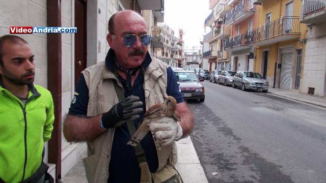 Andria: salvato un gheppio grazie alla collaborazione tra cittadini e volontari