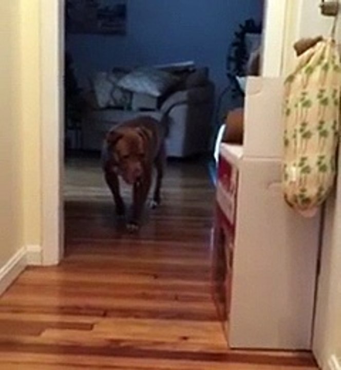 "Chết cười" với chú chó đi rón rén khắp nhà vì... sợ mèo