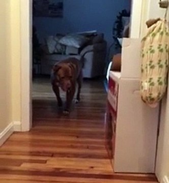 Chết cười với chú chó đi rón rén khắp nhà vì... sợ mèo