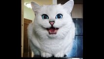 Đây là chú mèo được mệnh danh có đôi mắt đẹp nhất thế giới