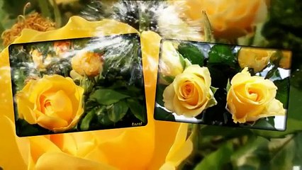 18 Yellow Roses - Bobby Prins-nLltEjVz3-M-HQ