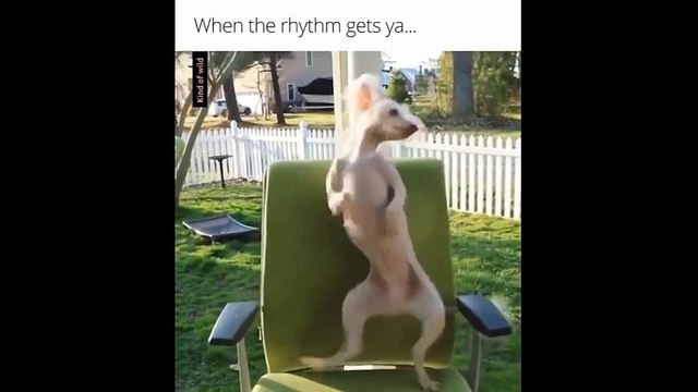 Cười đau bụng với những chú chó bị liệu với âm nhạc