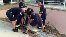 L'émouvant appel à l'aide d'un canard pour le sauvetage de ses petits