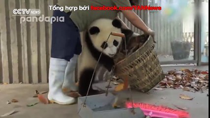 Nhân viên vệ sinh hốt hoảng khi bị đôi gấu trúc "làm loạn"
