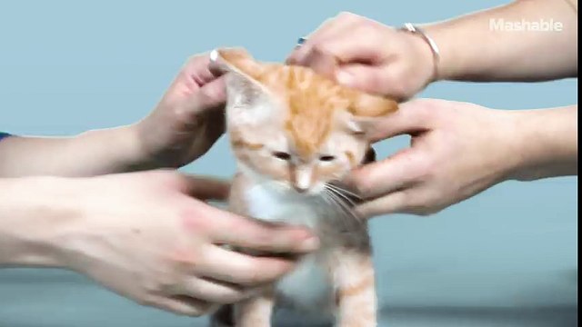 Chuẩn mực vẻ đẹp loài mèo đã thay đổi thế nào trong 100 năm qua