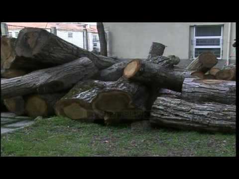 Prerja e pyjeve për ngrohje, Qeveria i jep te drejtë bashkive - Top Channel Albania - News - Lajme