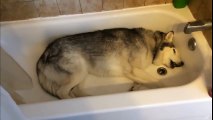 Cún Husky khóc nhè không chịu đi tắm