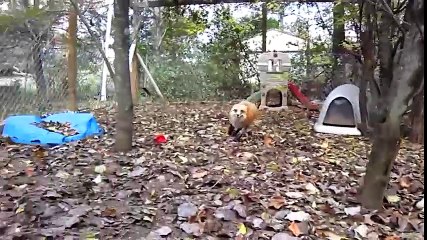 Khi động vật ảo tưởng mình là chó