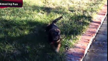 Những chú chó diễn sâu nhất thế giới