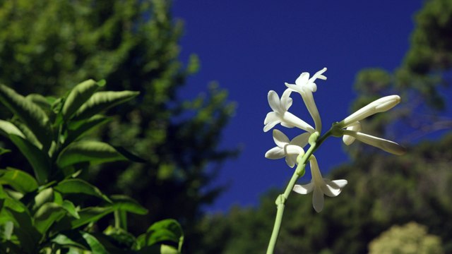 Story Louis Vuitton - Jacques Cavallier-Belletrud