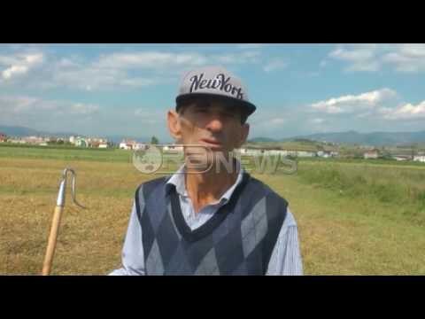 Antraksi, Elbasan, fermerët: Mungon vaksinimi kundër sëmundjes