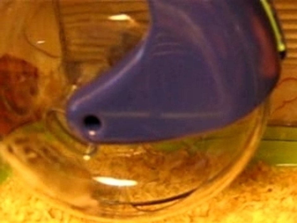hamster koomkoom