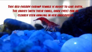 Red Cherry Shrimp pregnant female