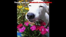 Chú chó đẹp hơn hoa gây sốt cộng đồng mạng