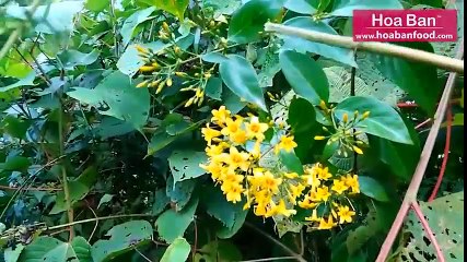 Tìm hiểu về chiếc lá tử thần của đồng bào miền núi