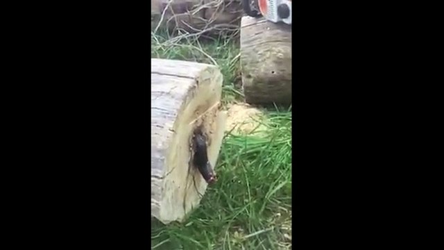 Thanh niên sốc nặng khi nhìn thấy thứ này sau khi chặt đôi khúc cây