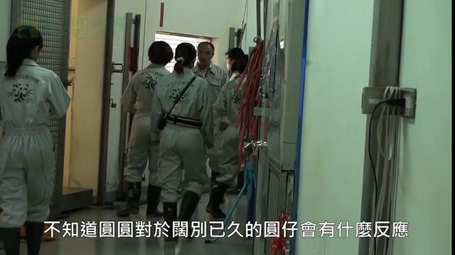 Gấu trúc con khóc nức nở khi được đưa về với mẹ