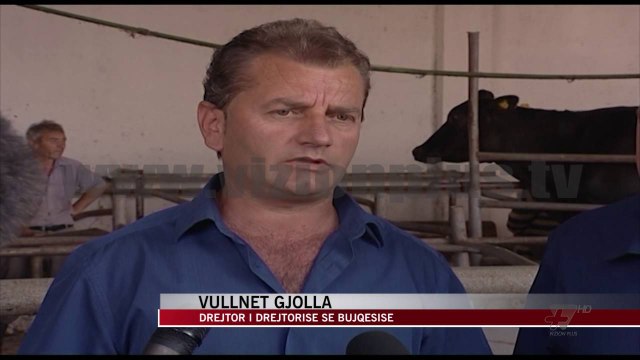 Korçë, nis vaksinimi i kafshëve - News, Lajme - Vizion Plus