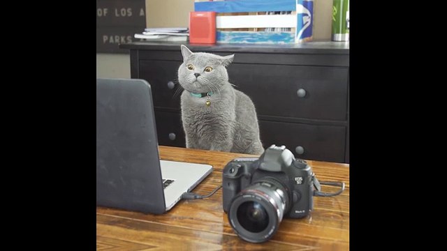 Cười đau bụng với chú mèo sống ảo nhất hành tinh