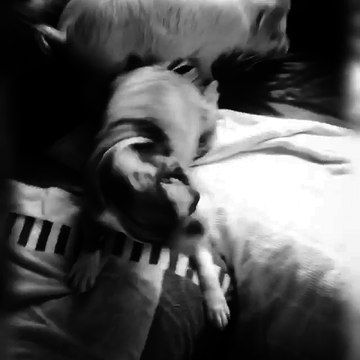 Gặp gỡ bé heo xinh xắn ảo tưởng mình là cún