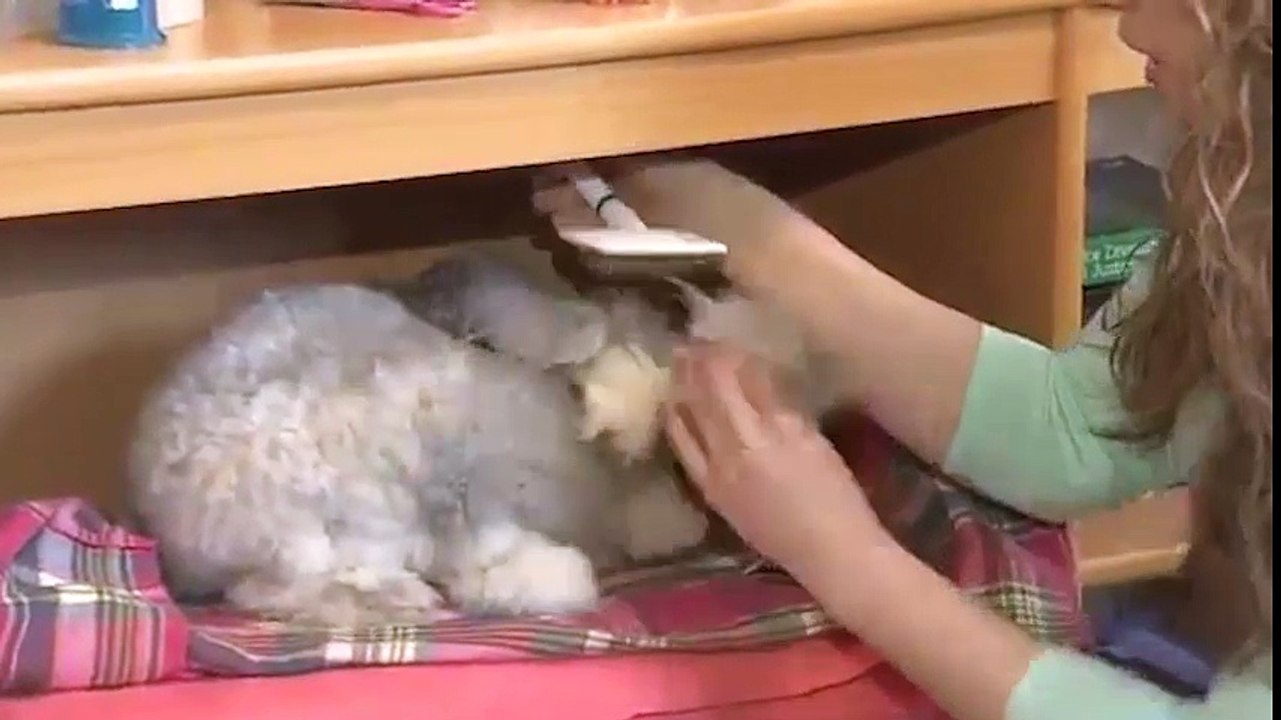 Cư dân mạng thế giới đang phát cuồng vì chú thỏ này