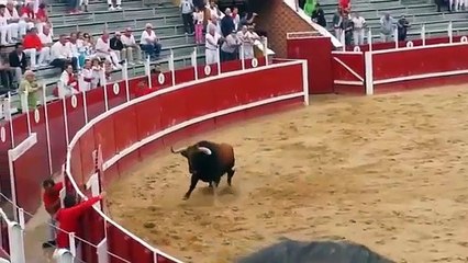 Collision frontale entre deux taureaux qui s’entretuent dans une arène.