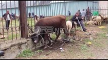 Në qarkun e Kukësit janë groposur kafshë të prekura nga sëmundja e gjedhit