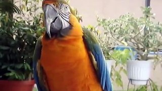 Bird Macaw talking