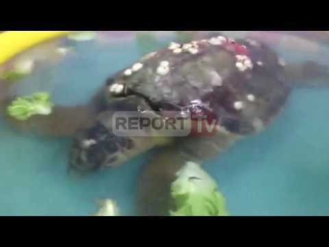 Report TV - Divjakë, rikthehet në det breshka e rrallë e gjetur një ditë më parë