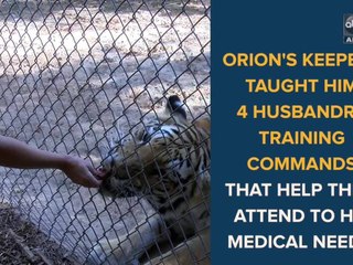 Behind the scenes: Bengal tiger's veterinarian appointment at the Wildlife World Zoo - ABC15 Digital