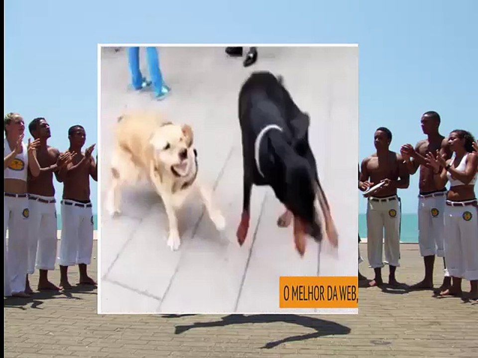 Cachorro Capoeirista