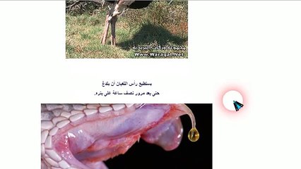 معلومات غريبة ومهمه جدا لا يعرفها احد (1)