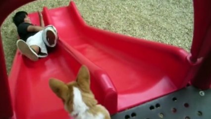 Corgis Beggin  for Treats