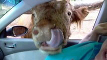 Cows Are Awesome  Compilation