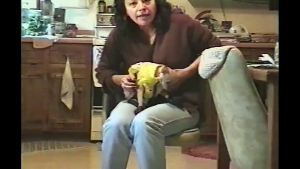Chihuahuas Are Awesome  Compilation