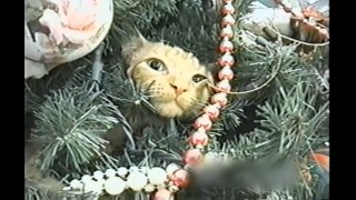 Christmas Cats  Compilation