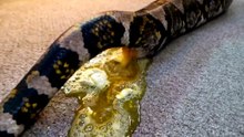 змея какает/snake poops
