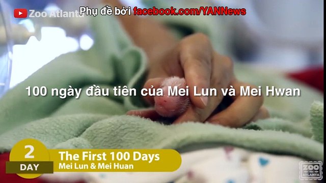 100 ngày đầu tiên của Mei Lun và Mei Hwan