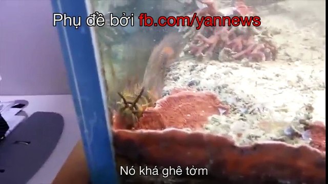 Quái vật trong hồ cá